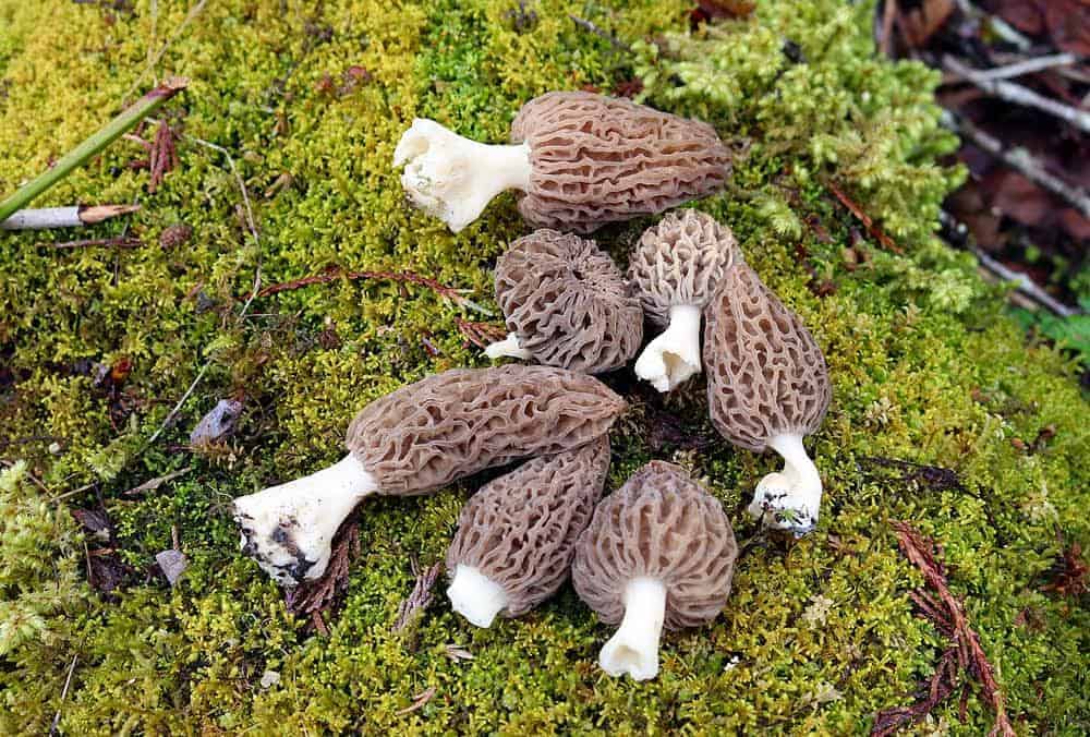 Forager’s Guide to Freeze-Drying Morels