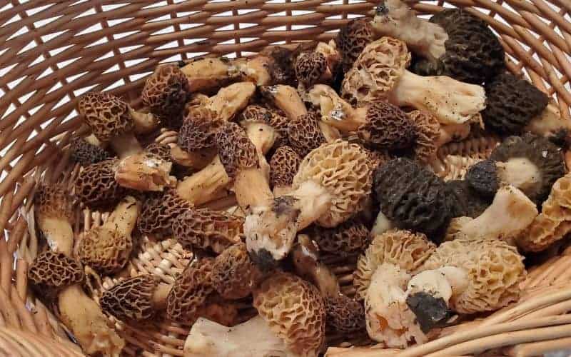 Foragers Guide: Storing Your Morel Bounty